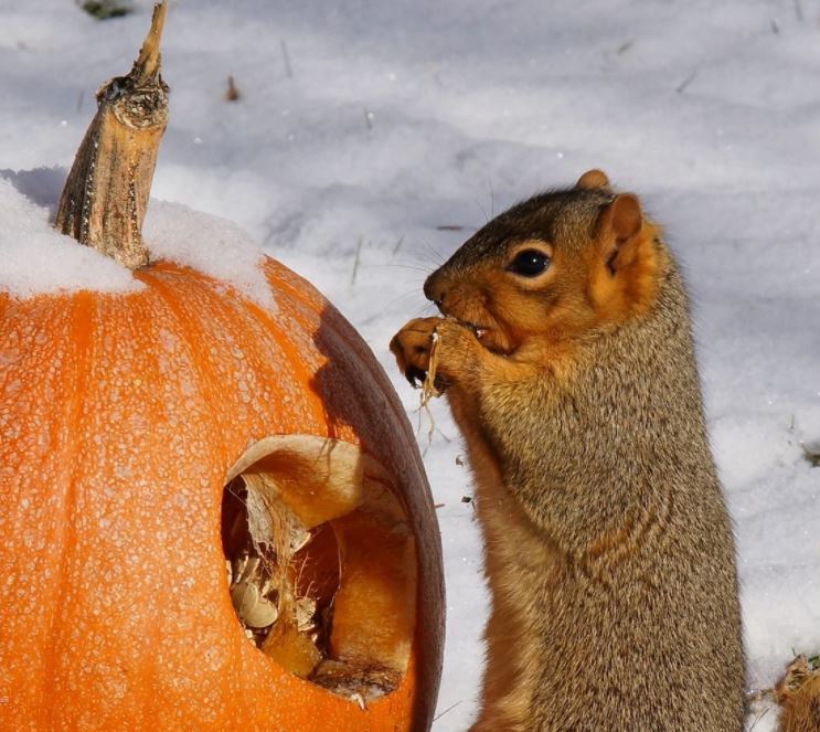 Squirrel Eating a Pumpkin